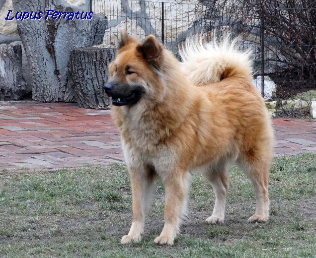 AUREA ARYA Lupus Ferratus - Lupus Ferratus FCI Eurasier